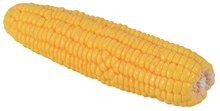 Corn-on-the-Cob 