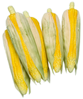 Fake Corn-on-the-Cob in Husk 