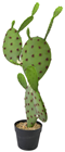 Prickly Pear Cactus - 75cm 