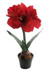 Red Potted Amaryllis 