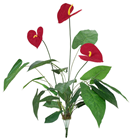 Red Anthurium Plant 