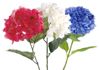 Red, White & Blue Hydrangea Flower%2 