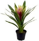 Mauve Guzmania Plant in Pot 