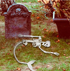 Mermaid Skeleton 