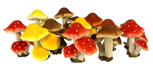 ASSORTED MUSHROOMS/TOADSTOOLS 