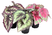 Begonia Rex Painted Leaf Plant - Pink 