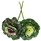 Green Cabbage with Removable Stem 