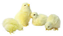 Chicks - Set of 4 