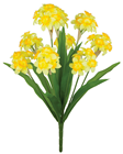 Narcissus Daffodil Bunch 