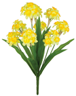 Narcissus Daffodil Bunch