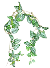 Devil''s Ivy Garland 152cm 
