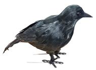 Standing Crow 30cm 
