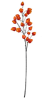 Chinese Lantern Physalis Branch 