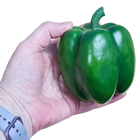 Green Bell Pepper 