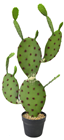 Prickly Pear Cactus - 75cm 