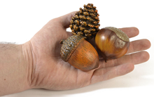 Acorn, Chestnut and Pine Cone Set 