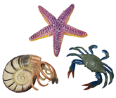 Crab, Starfish & Hermit Crab Set 