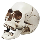 Cheerful Skull with Moveable Jaw 