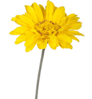 Giant Yellow Gerbera 