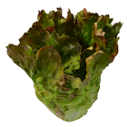 Red Leaf Lettuce 