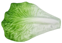 Lettuce Leaves - Pk.5 