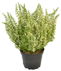 Cream Potted Heather Plant 