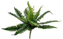 Boston Fern 