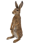 Standing Hare 
