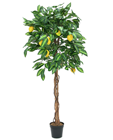 Lemon Tree - 150cm 