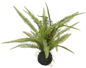 Boston Fern on Soil Ball 