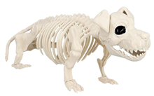 Dog Skeleton 