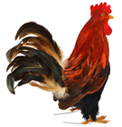 Rooster - 35cm 