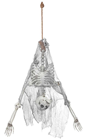 Hanging Upside Down Skeleton Torso 