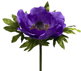 Giant Purple Anemone Flower 