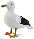 Standing Seagull - 30cm 