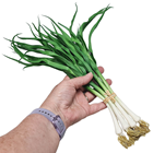 Spring Onion Bunch 