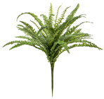 Forest Fern 