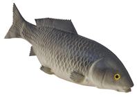 Large Rubber Carp Fish 