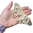 Selection of Butterflies & Birds 