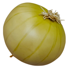 Lifelike Onion 