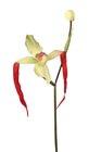Cypripedium Orchid Stem 