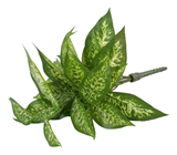 Dieffenbachia Plant 