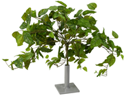 Pothos Bush - 50cm 