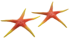 STARFISH ORANGE 25CM PK2 