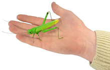 Fake Green Grasshopper 