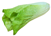 Fake Chinese Cabbage 