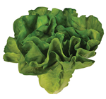 Lettuce - Dark Green 