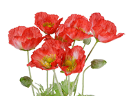 Red Potted Poppy Plant - 45cm 