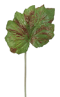 Begonia Leaf 
