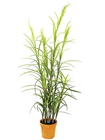 Field Grass - 180cm 